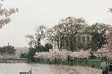 Cherry Blossoms in full bloom